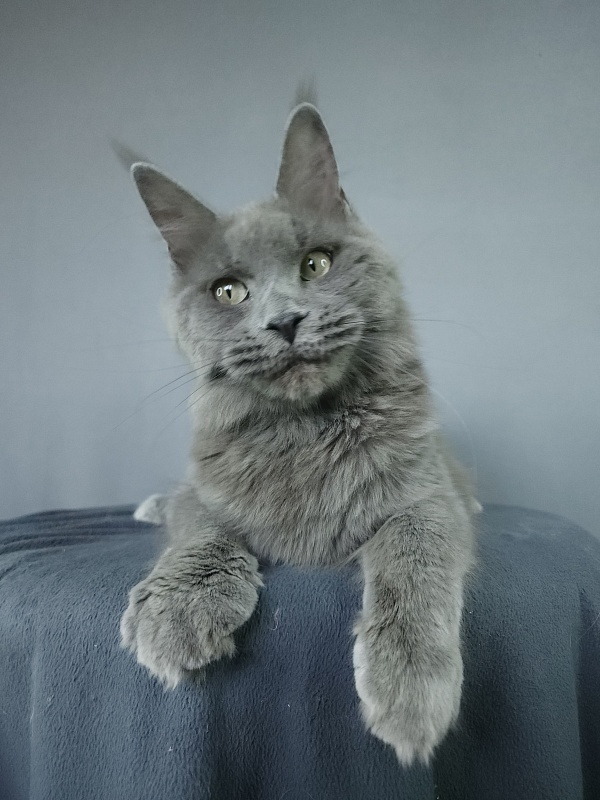 Ganya  Akbars - Junior maine-coon 9 months