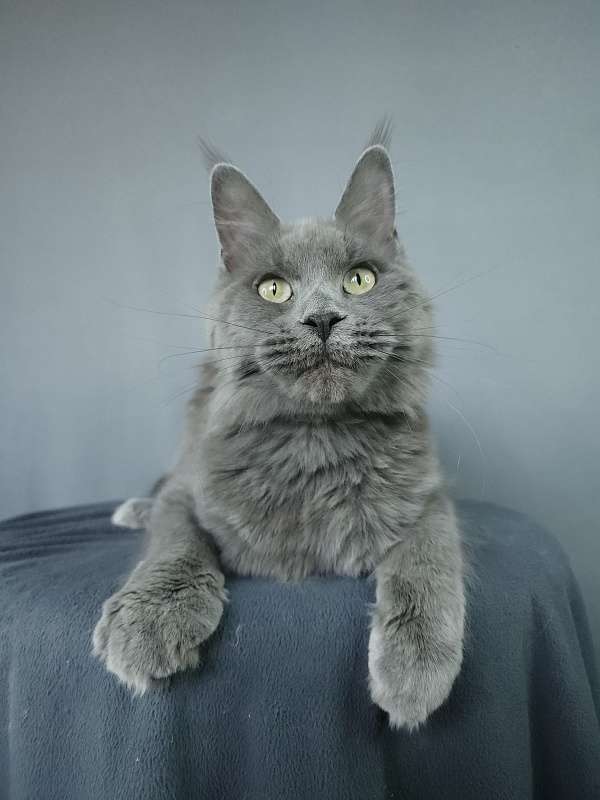 Ganya  Akbars - Junior maine-coon 9 months