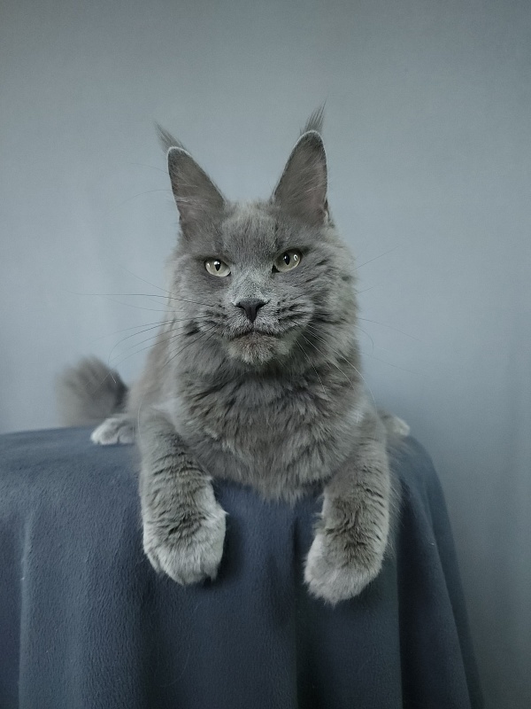 Ganya  Akbars - Junior maine-coon 9 months