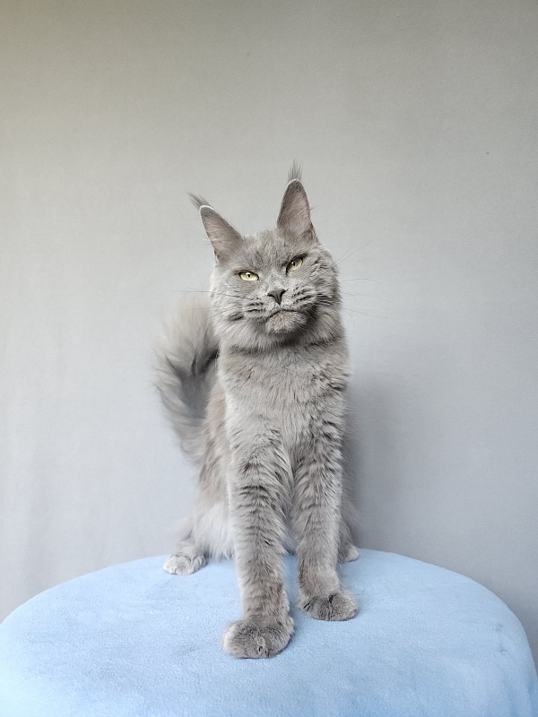 Ganya  Akbars - Junior maine-coon 9 months 3 weeks