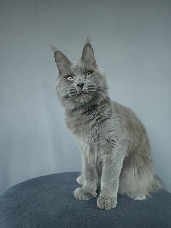 Ganya  Akbars - Junior maine-coon 9 months