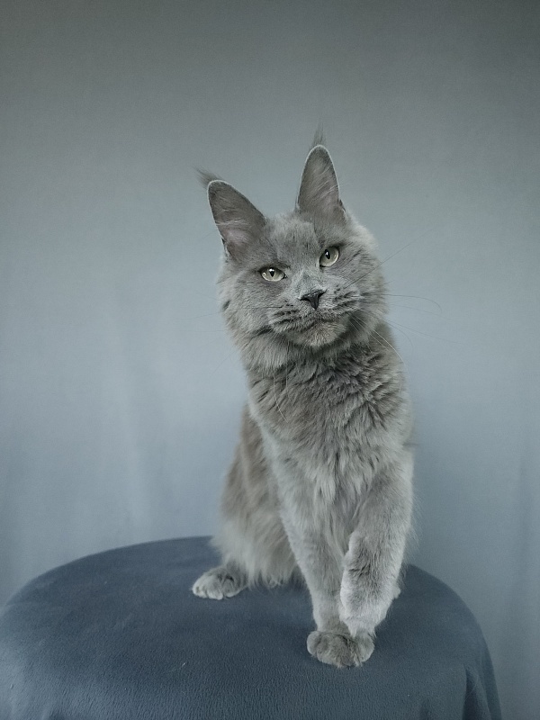 Ganya  Akbars - Junior maine-coon 9 months