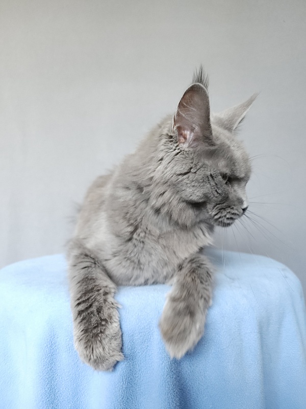 Ganya  Akbars - Junior maine-coon 9 months 3 weeks