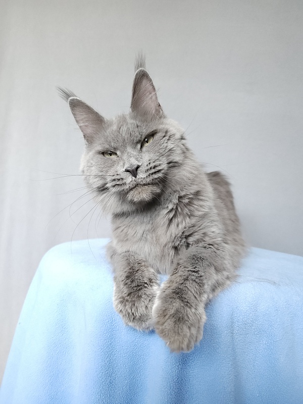 Ganya  Akbars - Junior maine-coon 9 months 3 weeks