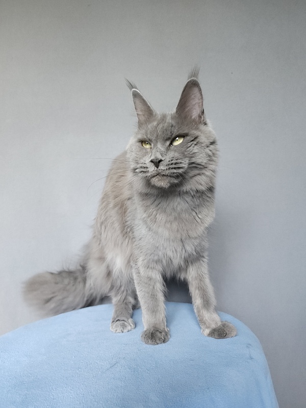 Ganya  Akbars - Junior maine-coon 9 months 3 weeks