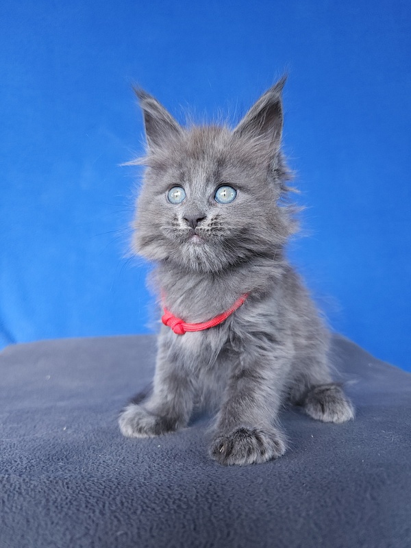 Ganya  Akbars - Kitten maine-coon 1 month