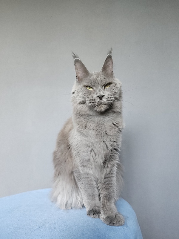 Ganya  Akbars - Junior maine-coon 9 months 3 weeks