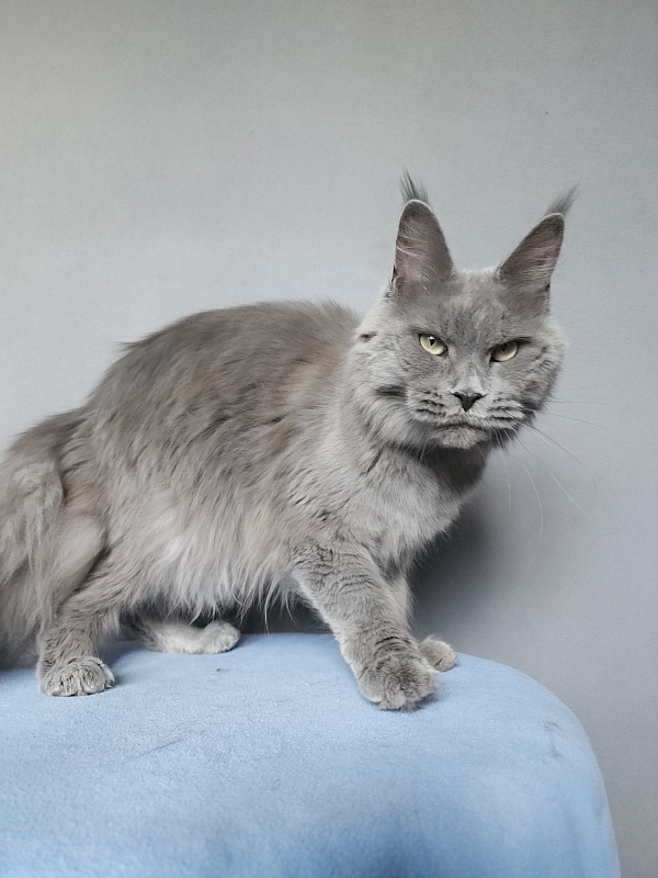 Ganya  Akbars - Junior maine-coon 9 months 3 weeks