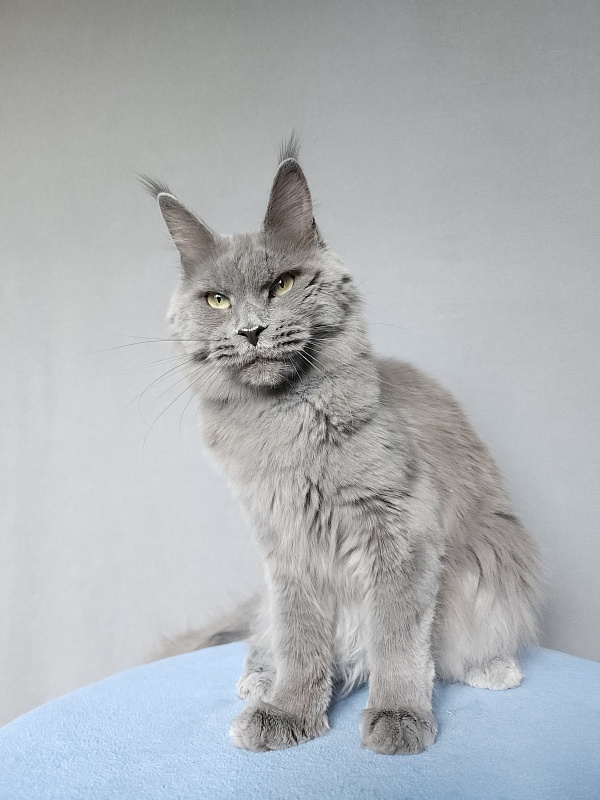 Ganya  Akbars - Junior maine-coon 9 months 3 weeks