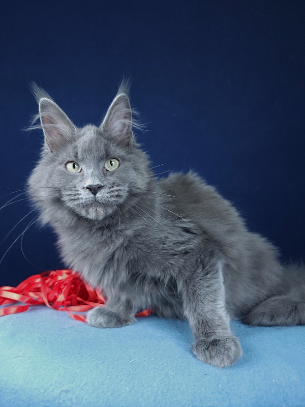 Ganya  Akbars - Kitten maine-coon 4 months 1.5 week