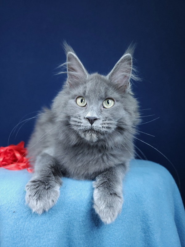 Ganya  Akbars - Kitten maine-coon 4 months 1.5 week