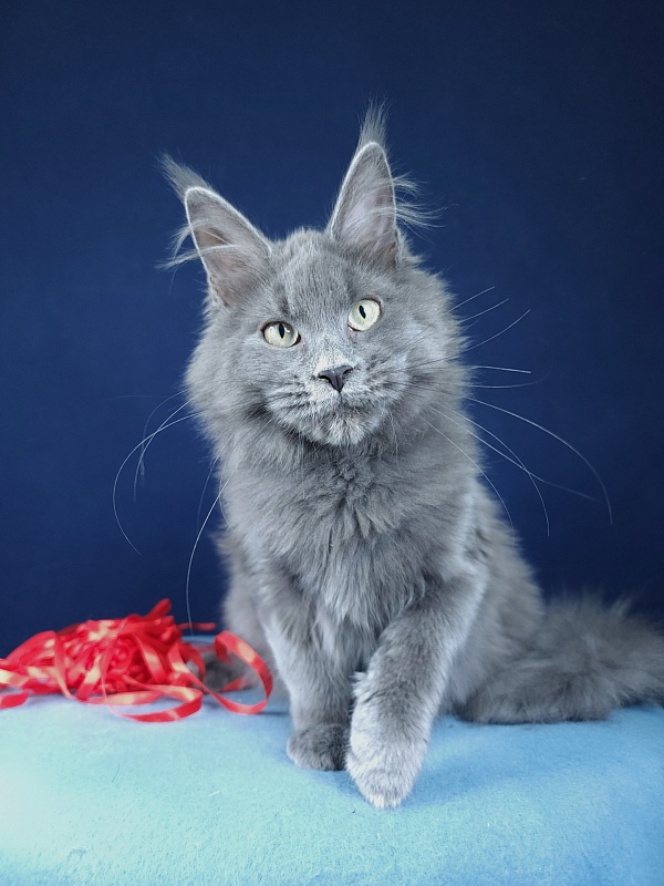 Ganya  Akbars - Kitten maine-coon 4 months 1.5 week