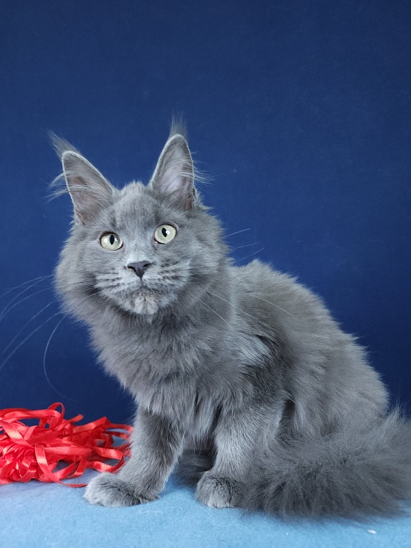 Ganya  Akbars - Kitten maine-coon 4 months 1.5 week