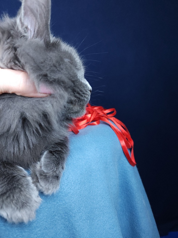 Ganya  Akbars - Kitten maine-coon 4 months 1.5 week