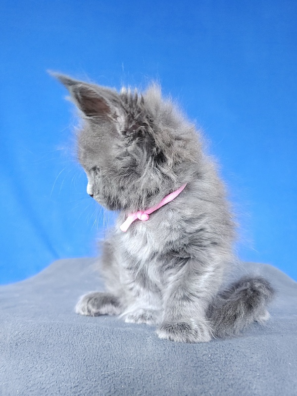Glasha  Akbars - Kitten maine-coon 1 month