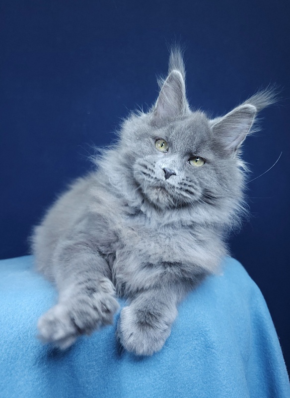 Glasha  Akbars - Kitten maine-coon 4 months 1.5 week
