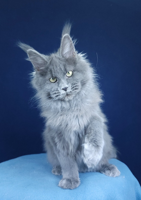 Glasha  Akbars - Kitten maine-coon 4 months 1.5 week