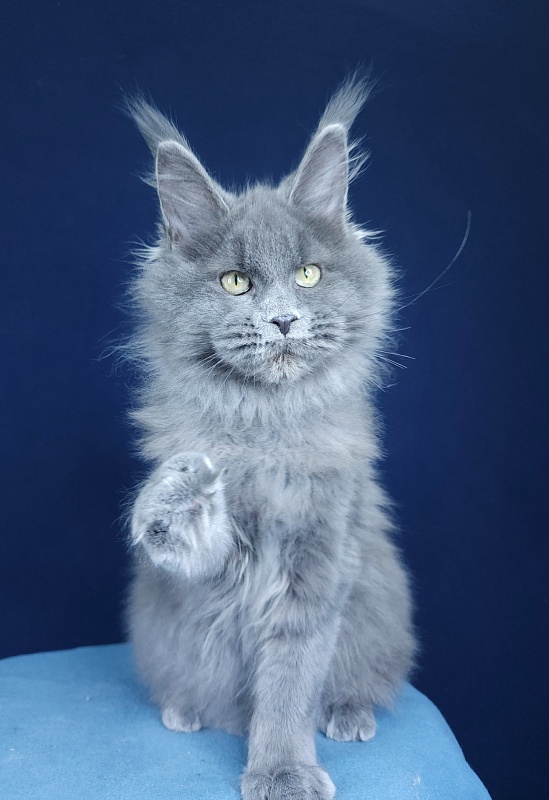 Glasha  Akbars - Kitten maine-coon 4 months 1.5 week