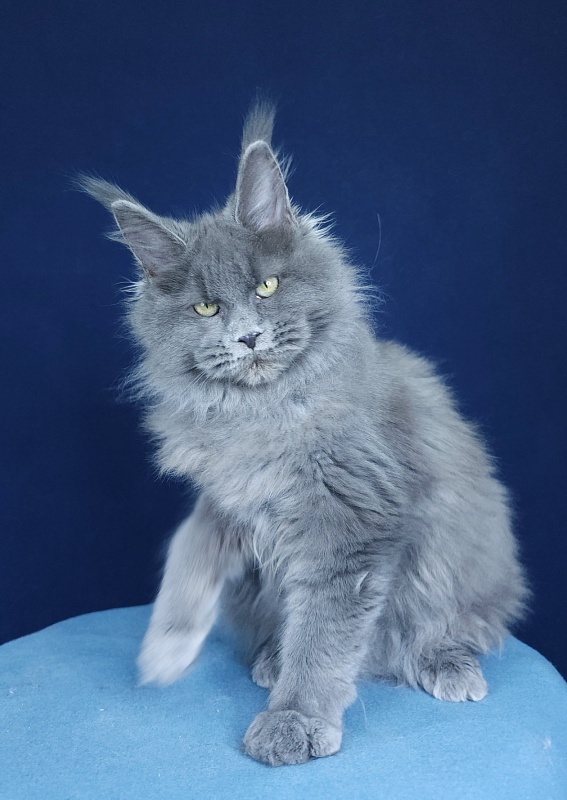 Glasha  Akbars - Kitten maine-coon 4 months 1.5 week