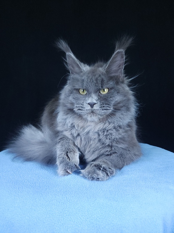 Glasha  Akbars - Kitten maine-coon 6 months 3.5 weeks