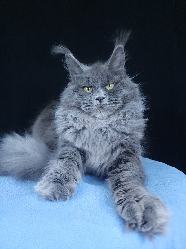 Glasha  Akbars - Kitten maine-coon 6 months 3.5 weeks
