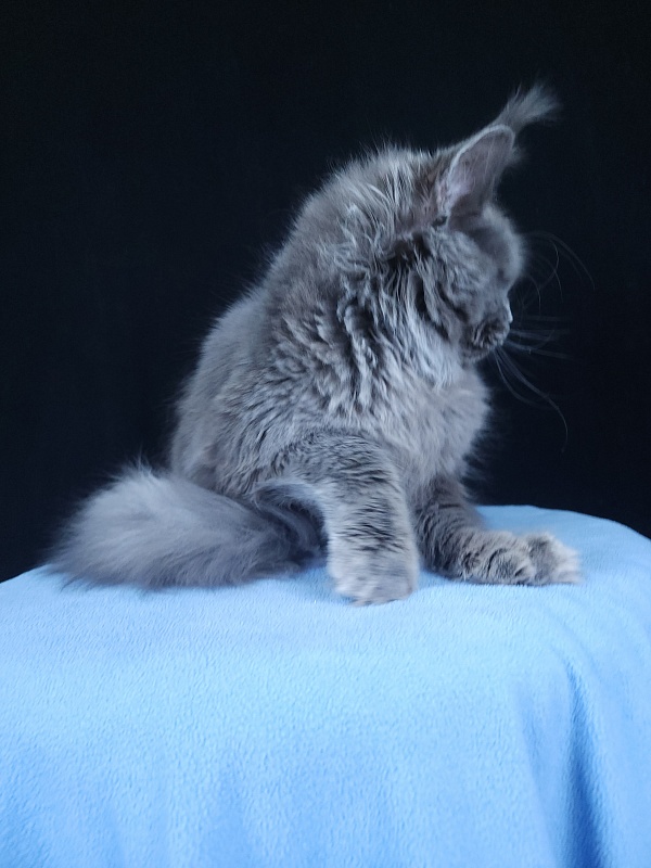 Glasha  Akbars - Kitten maine-coon 6 months 3.5 weeks