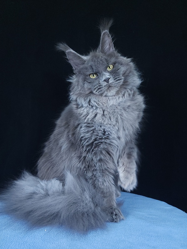 Glasha  Akbars - Kitten maine-coon 6 months 3.5 weeks