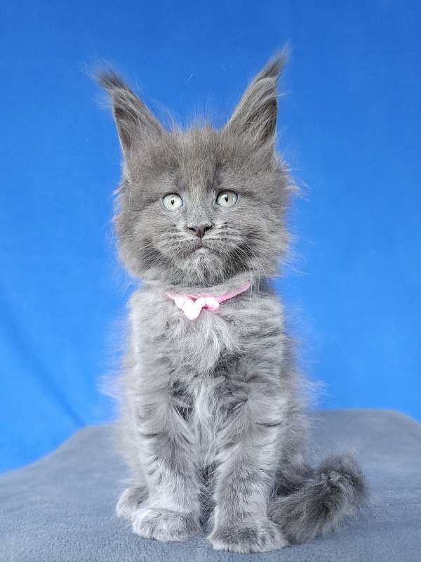 Glasha  Akbars - Kitten maine-coon 1 month