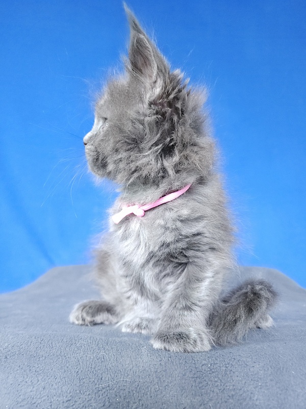 Glasha  Akbars - Kitten maine-coon 1 month