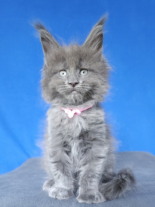 Glasha  Akbars - Kitten maine-coon 1 month