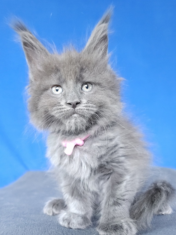 Glasha  Akbars - Kitten maine-coon 1 month