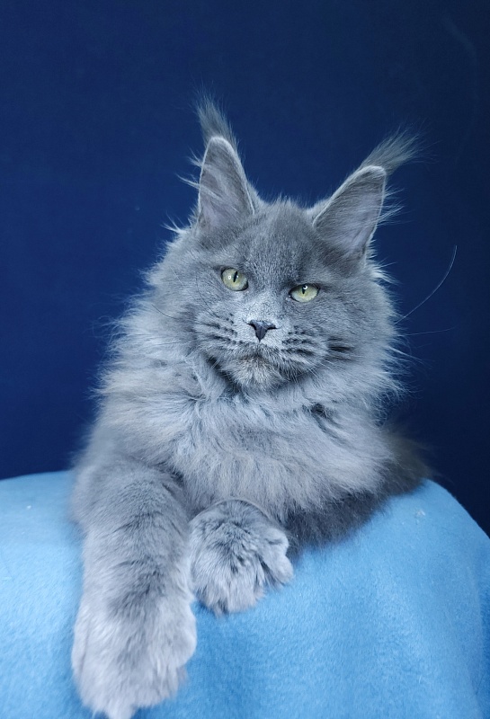 Glasha  Akbars - Kitten maine-coon 4 months 1.5 week