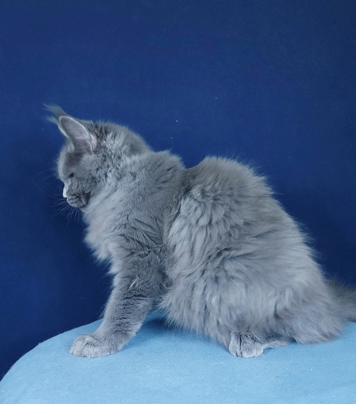 Glasha  Akbars - Kitten maine-coon 4 months 1.5 week