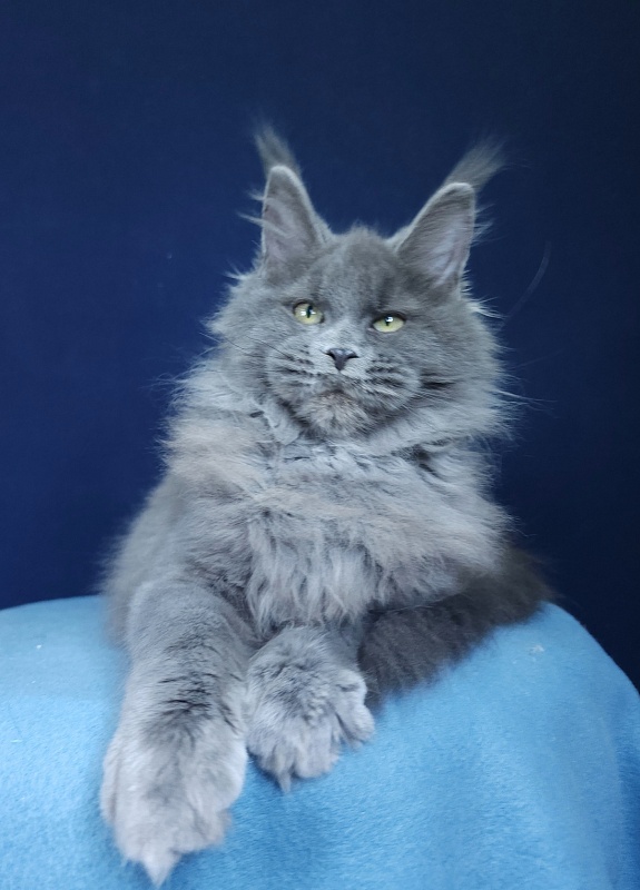 Glasha  Akbars - Kitten maine-coon 4 months 1.5 week