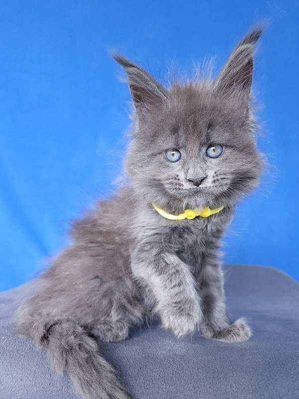 Glen¹s Akbars - Kitten maine-coon 1 month