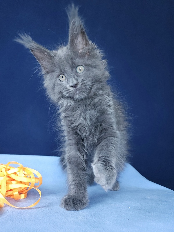 Glen¹s Akbars - Kitten maine-coon 1 month 3 weeks