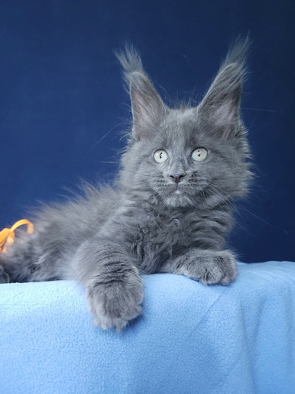 Glen¹s Akbars - Kitten maine-coon 1 month 3 weeks