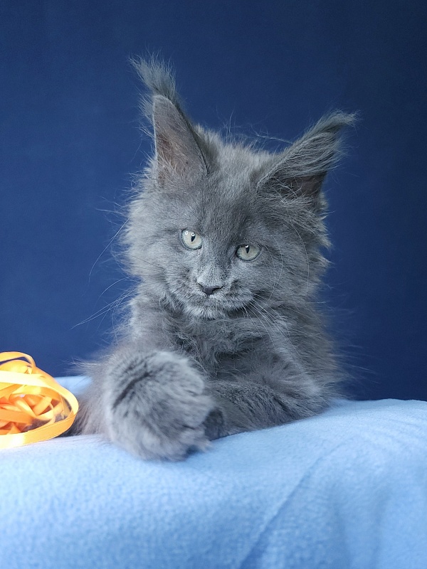 Glen¹s Akbars - Kitten maine-coon 1 month 3 weeks