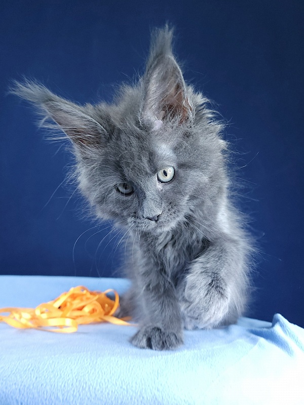 Glen¹s Akbars - Kitten maine-coon 1 month 3 weeks
