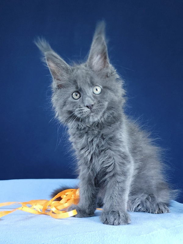 Glen¹s Akbars - Kitten maine-coon 1 month 3 weeks