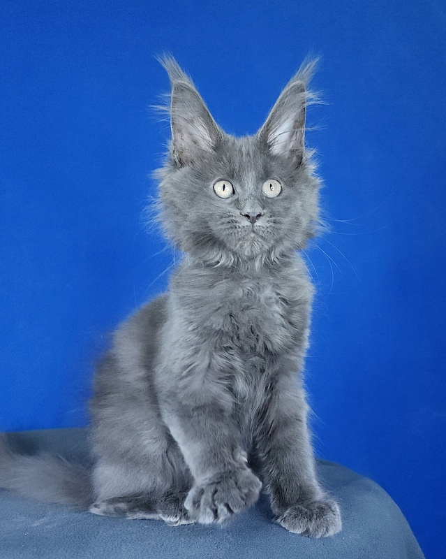 Glen¹s Akbars - Kitten maine-coon 2 months 3 weeks