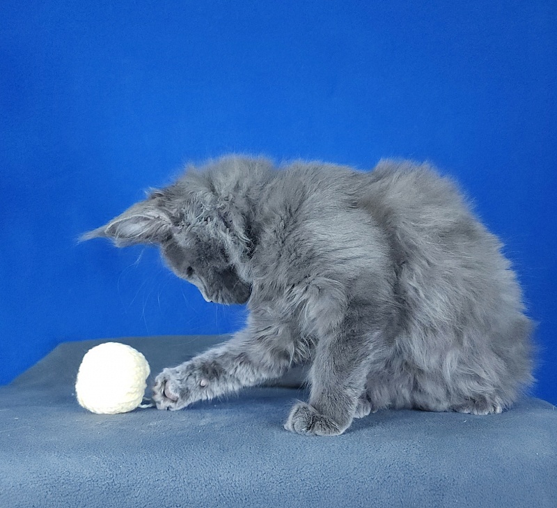 Glen¹s Akbars - Kitten maine-coon 2 months 3 weeks