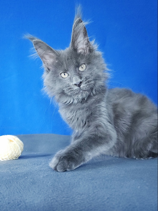 Glen¹s Akbars - Kitten maine-coon 2 months 3 weeks