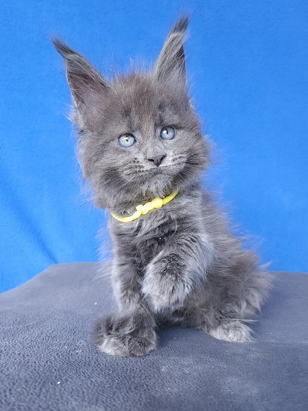 Glen¹s Akbars - Kitten maine-coon 1 month