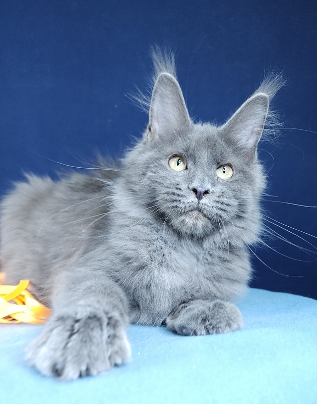 Glen¹s Akbars - Kitten maine-coon 4 months 1.5 week