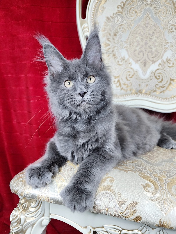 Glen¹s Akbars - Kitten maine-coon 3 months 2 weeks