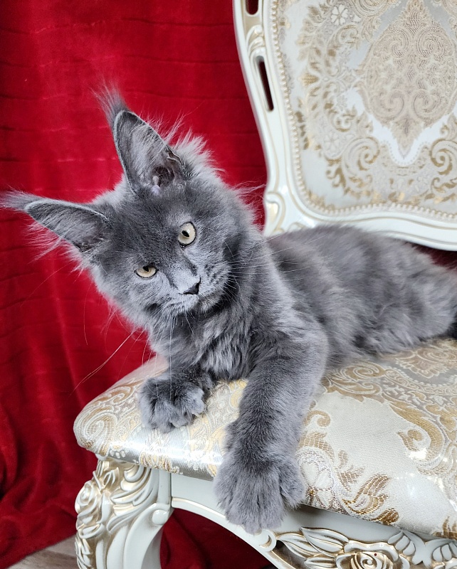 Glen¹s Akbars - Kitten maine-coon 3 months 2 weeks