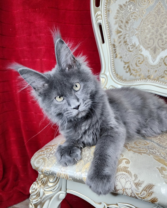 Glen¹s Akbars - Kitten maine-coon 3 months 2 weeks