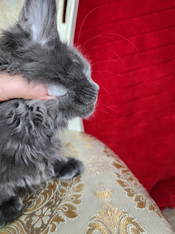 Glen¹s Akbars - Kitten maine-coon 3 months 2 weeks