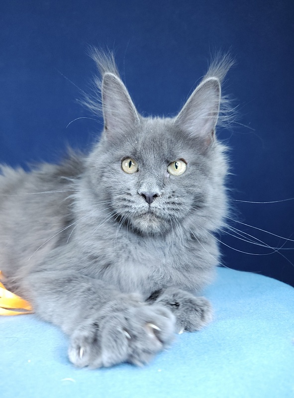 Glen¹s Akbars - Kitten maine-coon 4 months 1.5 week